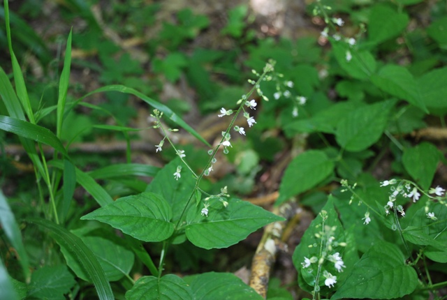 Circaea lutetiana L. subsp. lutetiana